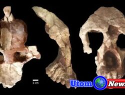 Fosil Berusia 8,7 juta Tahun Diklaim, Sejarah Evolusi Manusia Ditemukan