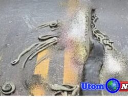 Ular Anaconda Raksasa yang Lagi Hamil Mati Ditabrak, Isi Perut Berserak Dijalan, Disini Lokasi Kejadiannya!
