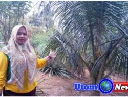 Pemberian Bibit Kelapa dan Jeruk Nipis ke Warga di Desa Tanjung Morawa B Sesuai Regulasi, 90% Terealisasi