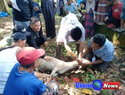Tim Elit Babussalam Sembelih 15 Ekor Hewan Qurban dan Bagikan Daging Qurban 523 Bungkus ke Warga Tanjung Morawa