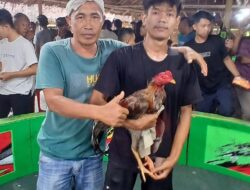 Polisi Diduga “Beking” Judi Sabung Ayam di Hamparan Perak: Kapolsek Tutup Mata, Warga Frustrasi