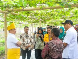 Pemkab Deli Serdang Dorong Desa Mandiri Lewat Budidaya Anggur dan Inovasi Pertanian Modern