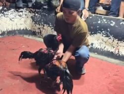 Warga Geram, Kapolres Deli Serdang Didesak Tutup dan Bakar Lapak Judi Sabung Ayam yang Merusak Ketentraman Desa.