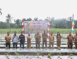 Gerakan Tanam Cabai Merah Langkah Konkret Tingkatkan Ketahanan Pangan