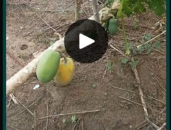 Pohon Pepaya Tumbang tapi Tetap Berbuah, Alam Beri Pesan Kuat soal Keteguhan dalam Berproses.