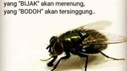 Lalat Busuk vs Bunga Wangi: Oleh; Hasan Basri Siregar ketua JWI Deli Serdang