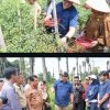 Berjemur di Kutalimbaru, Bupati Borong Cabai Petani