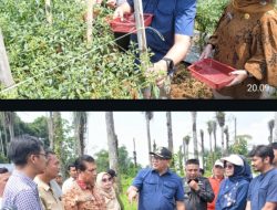 Berjemur di Kutalimbaru, Bupati Borong Cabai Petani