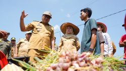 Kaum Tani Beringin Tersenyum Sumringah; Bupati Asri Ludin Panen Bawang, Serahkan Alsintan, Sekaligus Luncurkan “Sistem Si Pandai” Jaga Harga