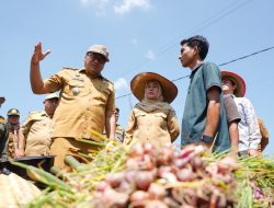 Kaum Tani Beringin Tersenyum Sumringah; Bupati Asri Ludin Panen Bawang, Serahkan Alsintan, Sekaligus Luncurkan “Sistem Si Pandai” Jaga Harga