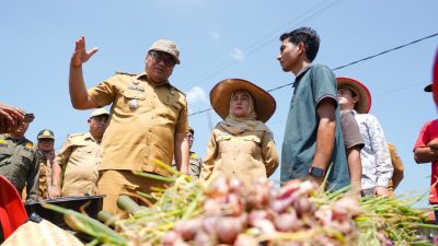 Kaum Tani Beringin Tersenyum Sumringah; Bupati Asri Ludin Panen Bawang, Serahkan Alsintan, Sekaligus Luncurkan “Sistem Si Pandai” Jaga Harga