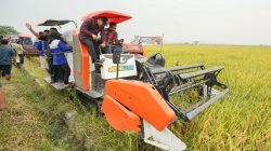 Pemerintah Hadir! Bupati Asri Ludin Turun Langsung Panen Dan Dengarkan Aspirasi Petani Beringin.