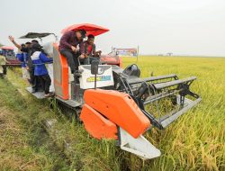 Pemerintah Hadir! Bupati Asri Ludin Turun Langsung Panen Dan Dengarkan Aspirasi Petani Beringin.